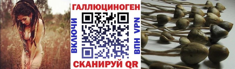 Галлюциногенные грибы Psilocybine cubensis  наркота  Меленки 